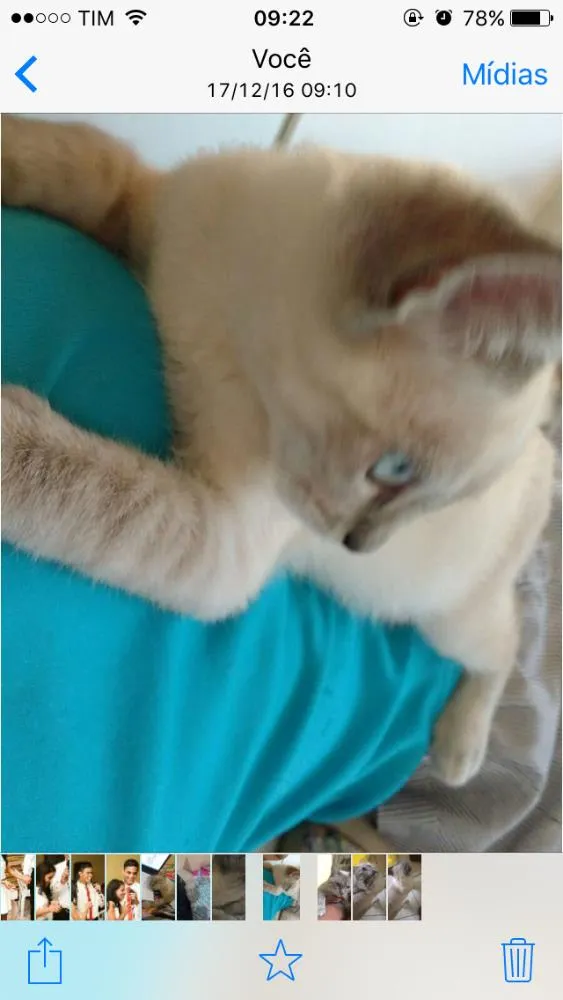 Gato ra a Ragdoll idade 7 a 11 meses nome Mingau