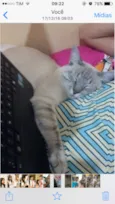 Mingau