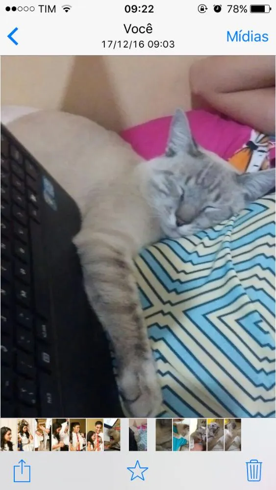 Gato ra a Ragdoll idade 7 a 11 meses nome Mingau