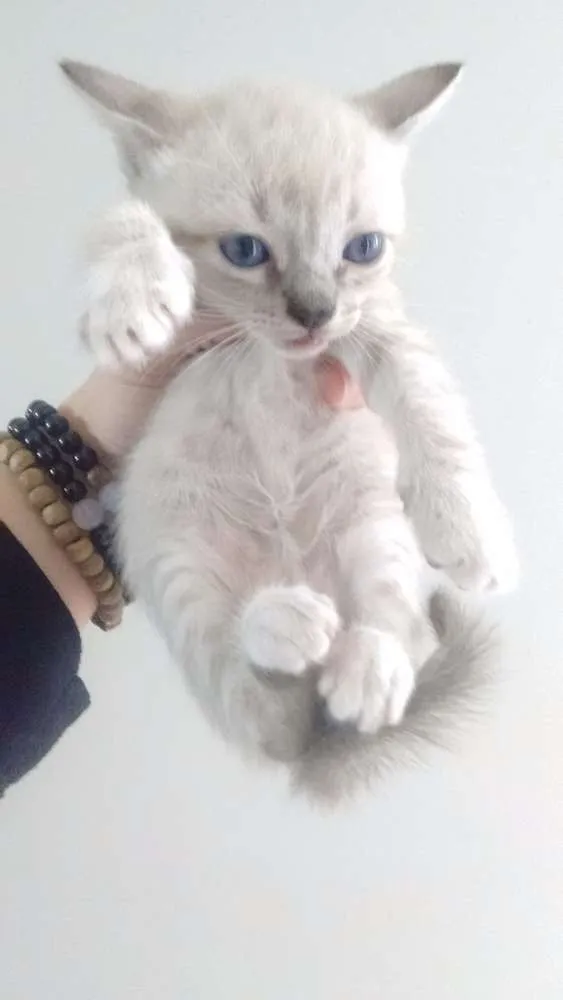 Gato raça Sem raça idade 2 a 6 meses nome Sem nome
