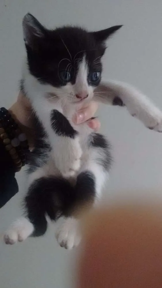 Gato raça Sem raça idade 2 a 6 meses nome Sem nome