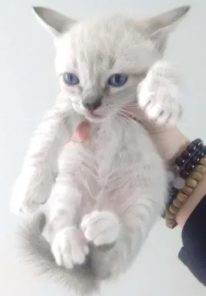 Gato raça Sem raça idade 2 a 6 meses nome Sem nome