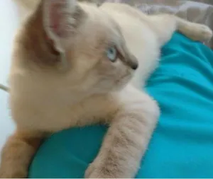Gato raça Ragdoll idade 7 a 11 meses nome Mingau