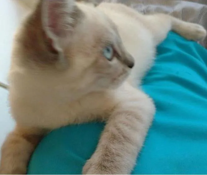 Gato ra a Ragdoll idade 7 a 11 meses nome Mingau