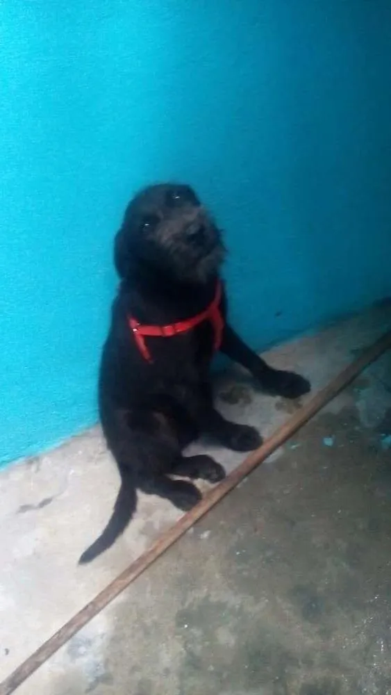 Cachorro raça Indefinida idade 7 a 11 meses nome Lilly