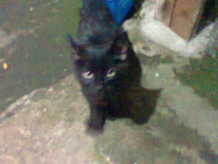 Gato ra a sem raça idade 2 a 6 meses nome pretinho