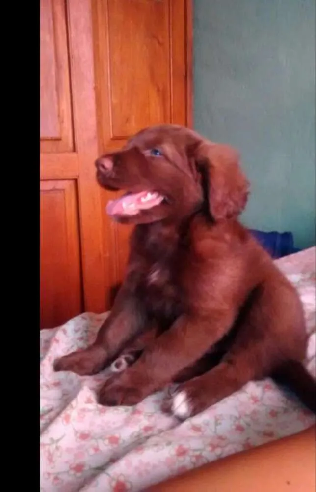 Cachorro raça Golden/Labrador idade 2 anos nome Marley