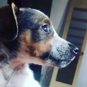 Cachorro raça Vira Lata idade 2 a 6 meses nome Sem nome