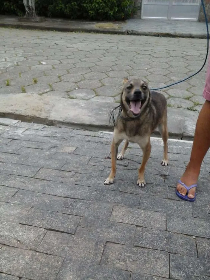 Cachorro ra a SRD idade 3 anos nome Lino