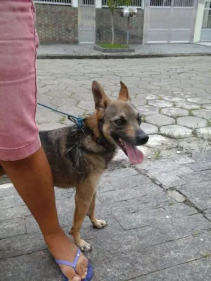 Cachorro raça SRD idade 3 anos nome Lino