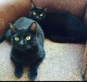 Gato raça Desconhecido idade 1 ano nome Dengo é Diça