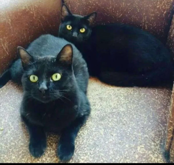 Gato ra a Desconhecido idade 1 ano nome Dengo é Diça