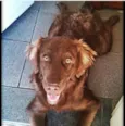 Marley