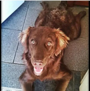Cachorro raça Golden/Labrador idade 2 anos nome Marley