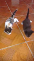 Gatinhos