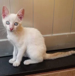 Gato raça  idade 2 a 6 meses nome Ainda sem nome
