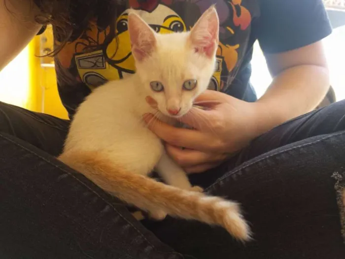 Gato ra a  idade 2 a 6 meses nome Ainda sem nome