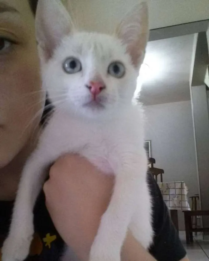 Gato ra a  idade 2 a 6 meses nome Ainda sem nome