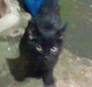 Gato raça sem raça idade 2 a 6 meses nome pretinho