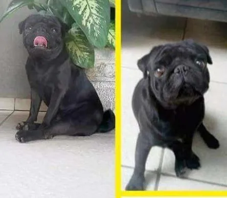 Cachorro ra a Pug idade 3 anos nome Pedro