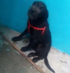 Cachorro raça Indefinida idade 7 a 11 meses nome Lilly