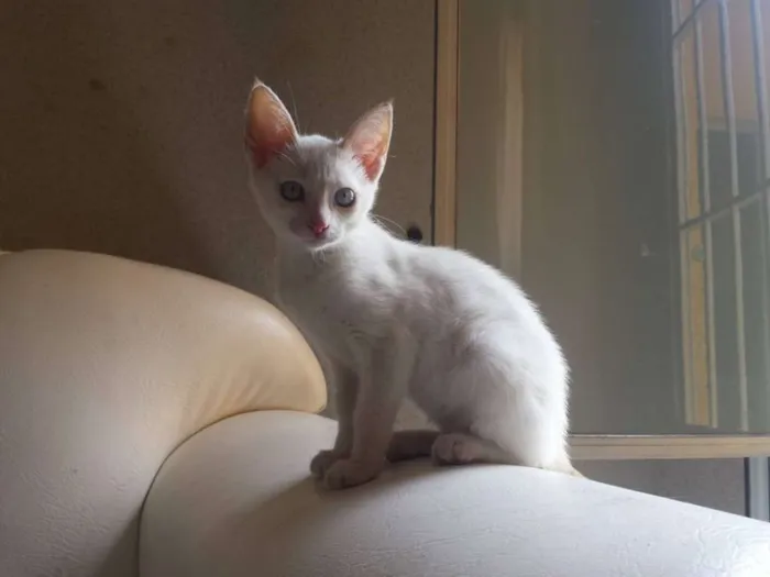 Gato ra a  idade 2 a 6 meses nome Ainda sem nome