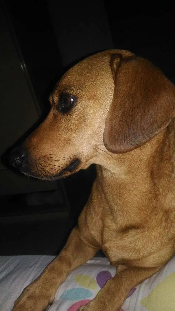 Cachorro ra a Basset misturado com vira lata idade 3 anos nome Mike