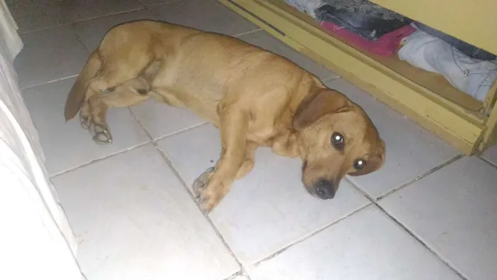 Cachorro ra a Basset misturado com vira lata idade 3 anos nome Mike
