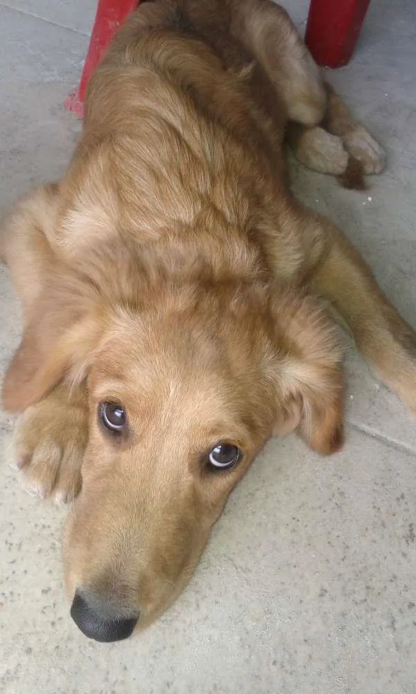 Gato ra a Golden retrivier idade 2 a 6 meses nome Indefinido