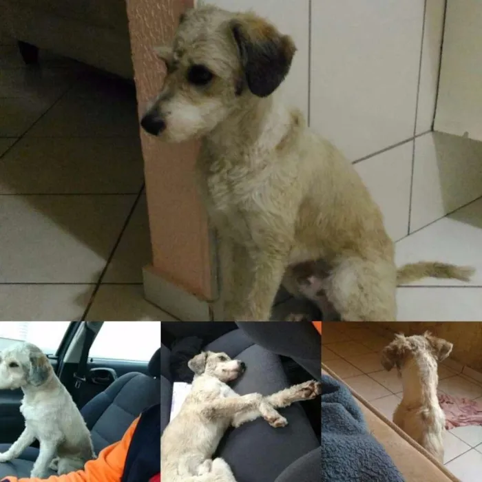Cachorro ra a SRD idade 1 ano nome Floquinho
