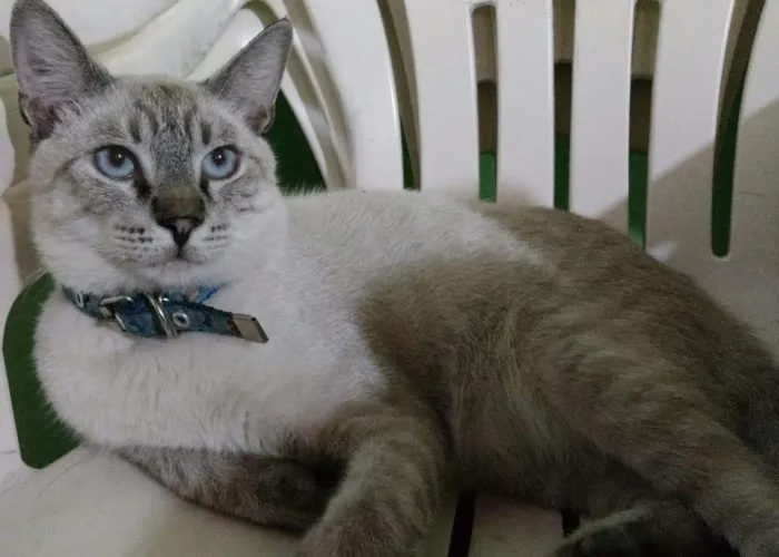 Gato ra a Siamês idade 7 a 11 meses nome Stive