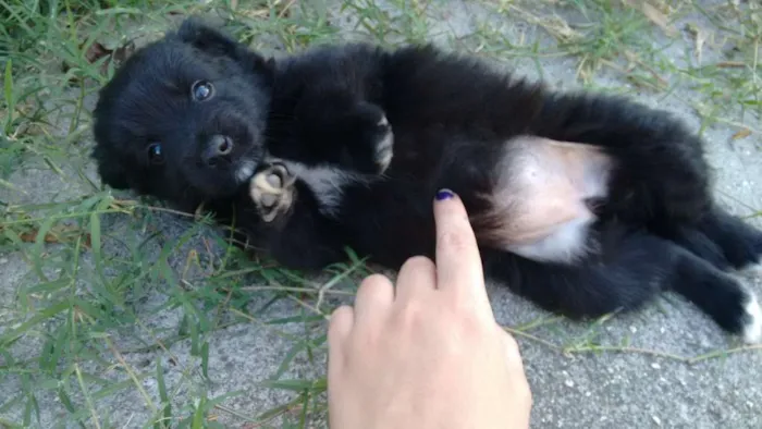 Cachorro ra a Sem raça definida mas provavelmente ficará um pouco peludinha. idade 2 a 6 meses nome Lindinha