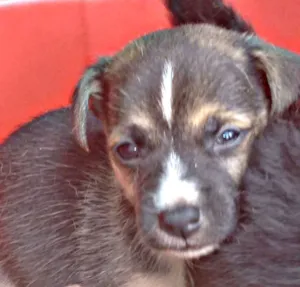 Cachorro raça Sem raça definida idade 2 a 6 meses nome Caramelo