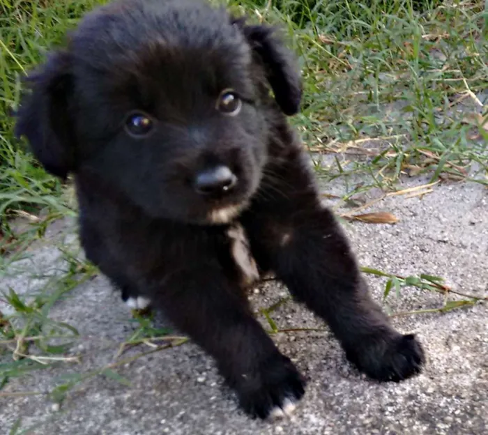 Cachorro ra a Sem raça definida idade 2 a 6 meses nome Lindinha