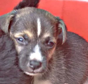 Cachorro raça Sem raça definida idade 2 a 6 meses nome Caramelo