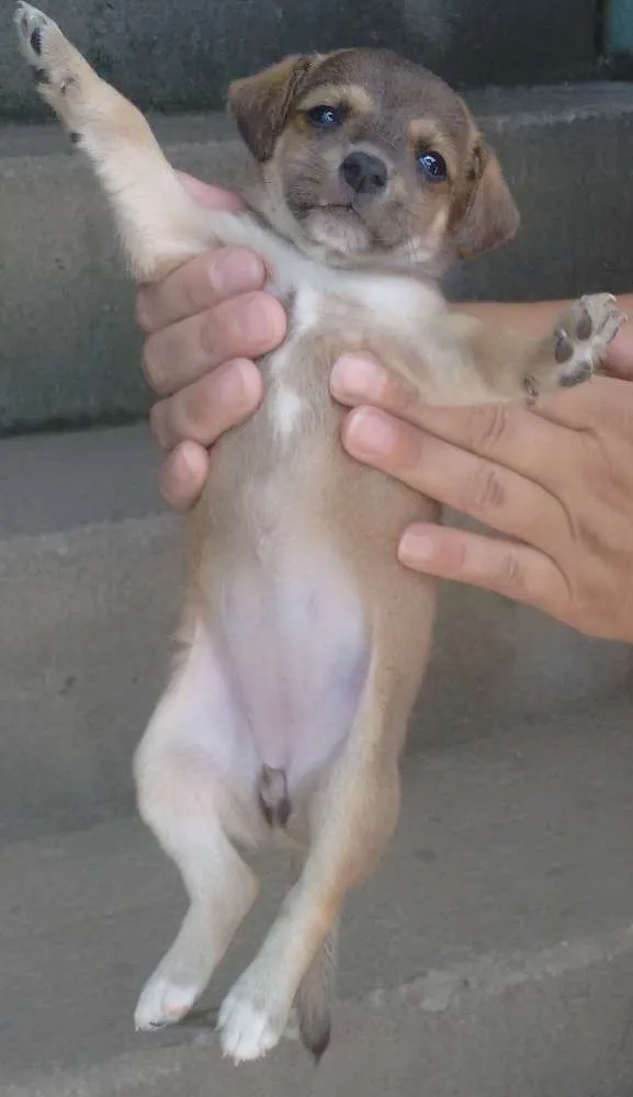 Cachorro ra a Sem raça definida idade 2 a 6 meses nome Caramelo 