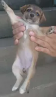 Caramelo