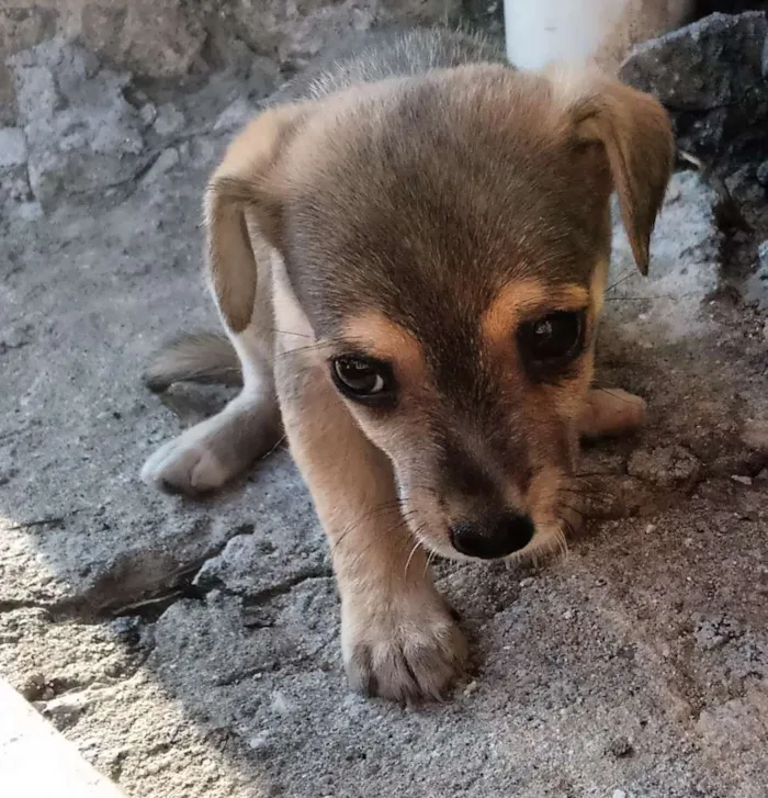 Cachorro ra a Sem raça definida idade 2 a 6 meses nome Caramelo 