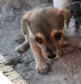Caramelo
