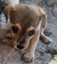Caramelo