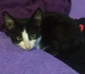 Gato raça  idade 2 a 6 meses nome Sem nome