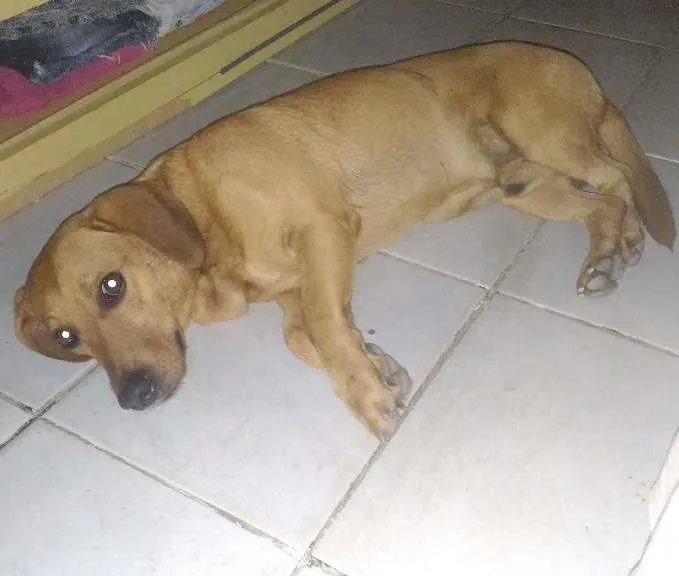 Cachorro ra a Basset misturado com vira lata idade 3 anos nome Mike