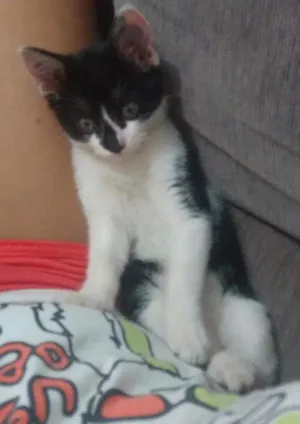 Gato raça Vira lata idade 2 a 6 meses nome Pingo