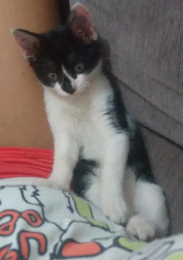 Gato ra a Vira lata idade 2 a 6 meses nome Pingo
