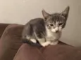 Sheldon
