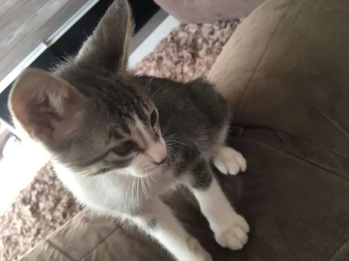Gato ra a vira lata idade 2 a 6 meses nome Sheldon