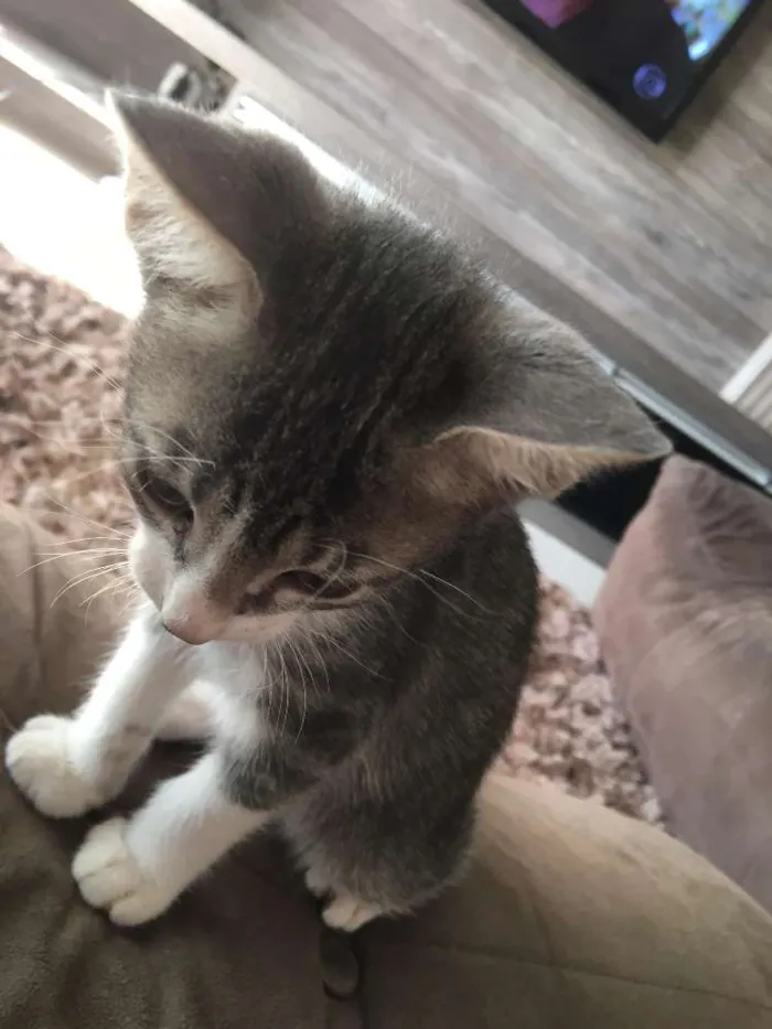 Gato ra a vira lata idade 2 a 6 meses nome Sheldon