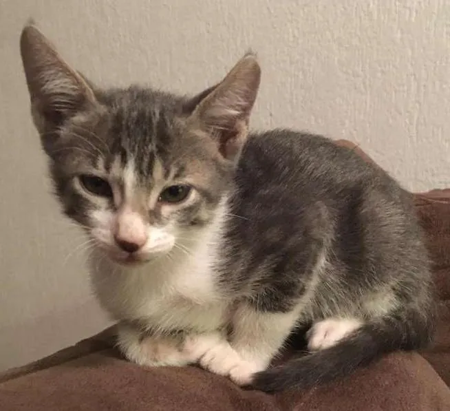Gato ra a vira lata idade 2 a 6 meses nome Sheldon