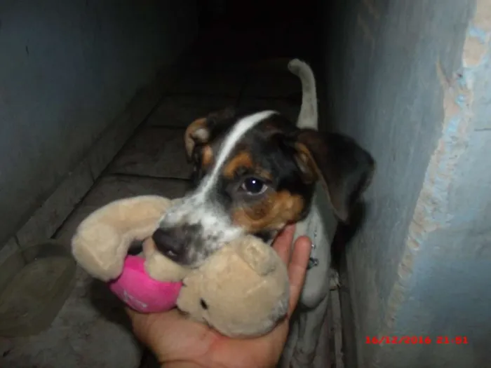 Cachorro raça ? idade 2 a 6 meses nome Back