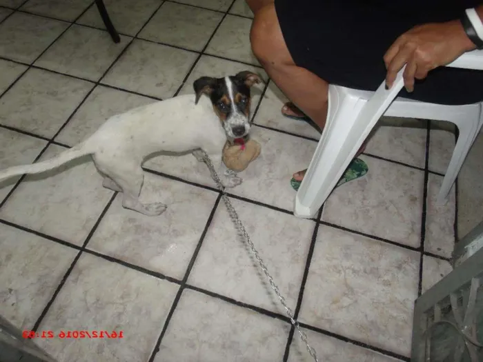 Cachorro raça ? idade 2 a 6 meses nome Back